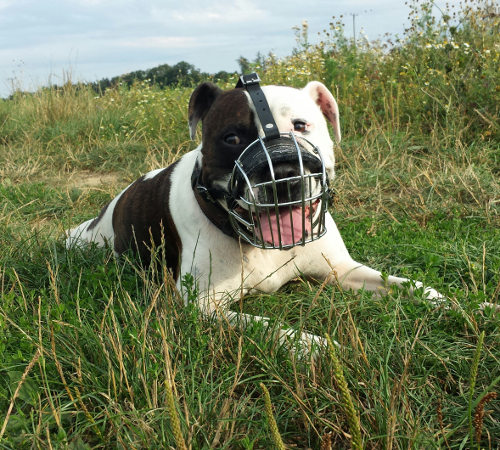 Best muzzle for staffordshire bull terrier shop
